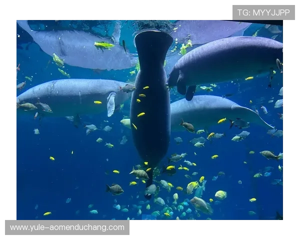 海洋之神国际版：打造属于你的海底王国梦想世界